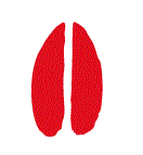 circuit-raquette-chevreuil